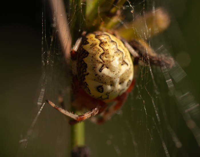 a pumpkin spider close up in its habitat