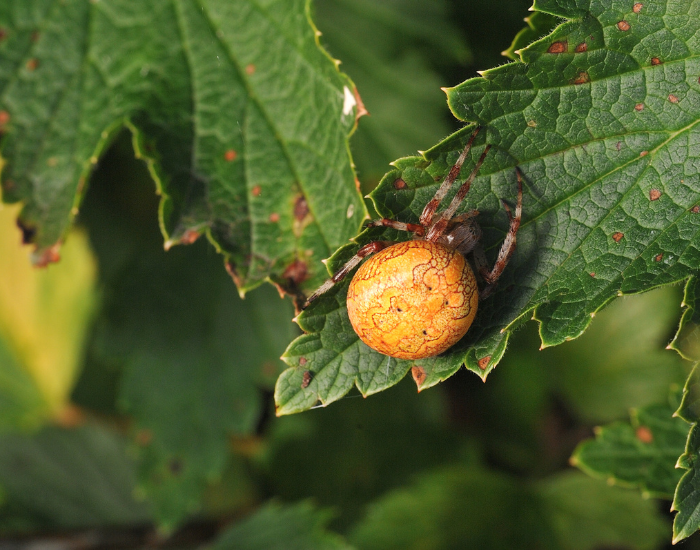 a pumpkin spider on top of a leaf
