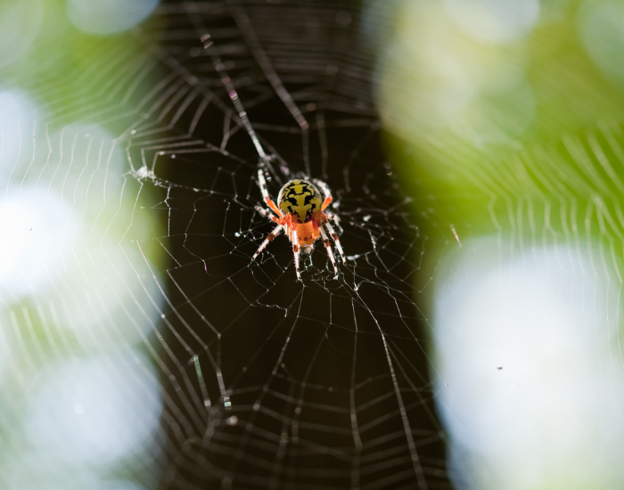 a pumpkin spider in a spider web