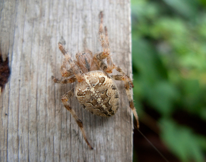 pumpkin spider on a wooden fence