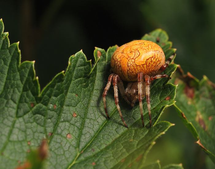 pumpkin spider on top of a leaf
