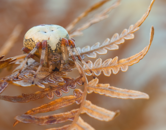 a pumpkin spider on top of a leaf