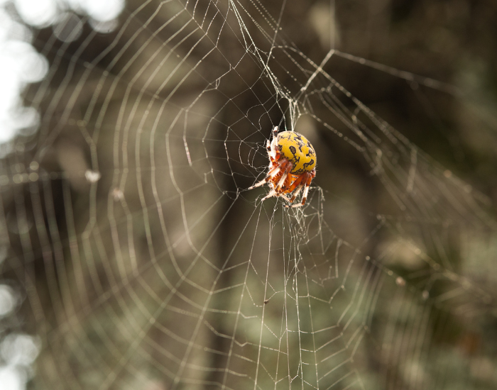 a pumpkin spider in its spider web