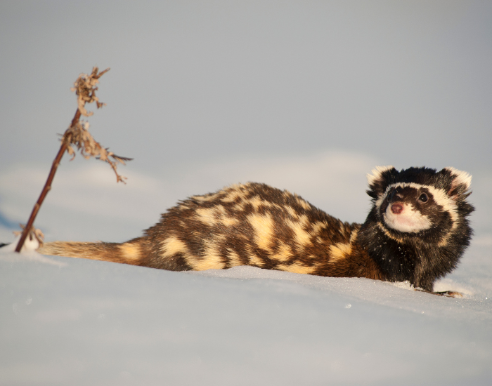 marbled polecat on snow during winter