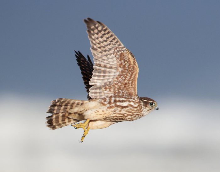 merlin kestrel flying