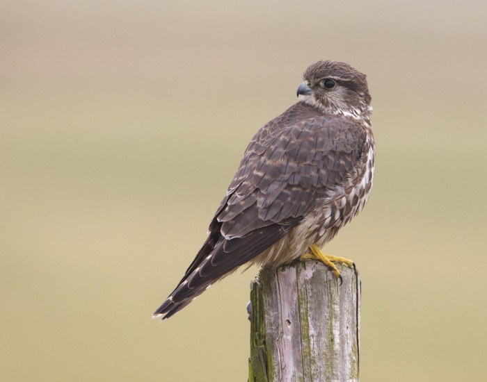 a merlin kestrel sitting on a log