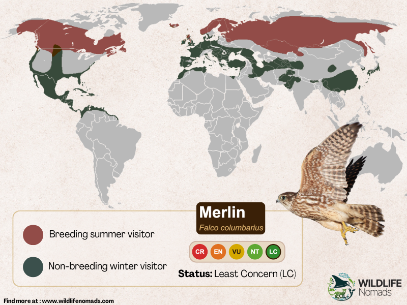 a distribution map of merlins hawks showing the northern hemisphere highlighted and divided between breeding ground and visitor