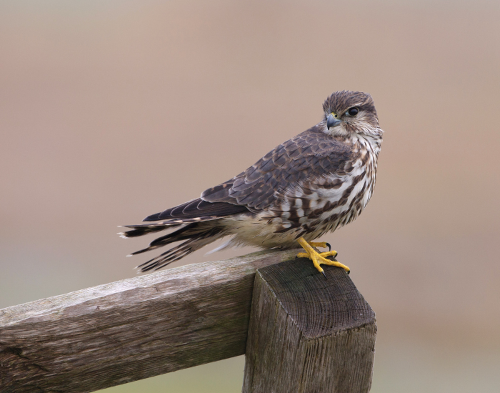 a merlin kestrel on top of a wooden fence