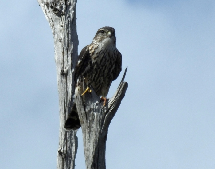 black merlin laying on a tree branch