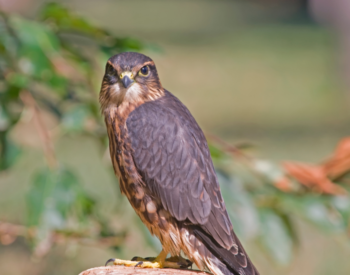a merlin kestrel close up in the wild