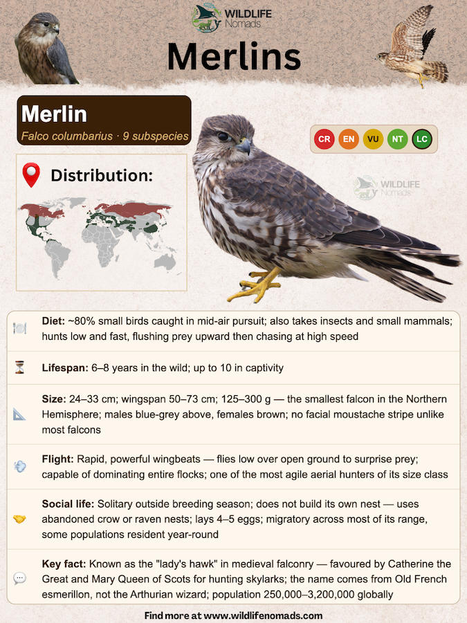 Merlin infographic by wildlife nomads showing the species profile and important information