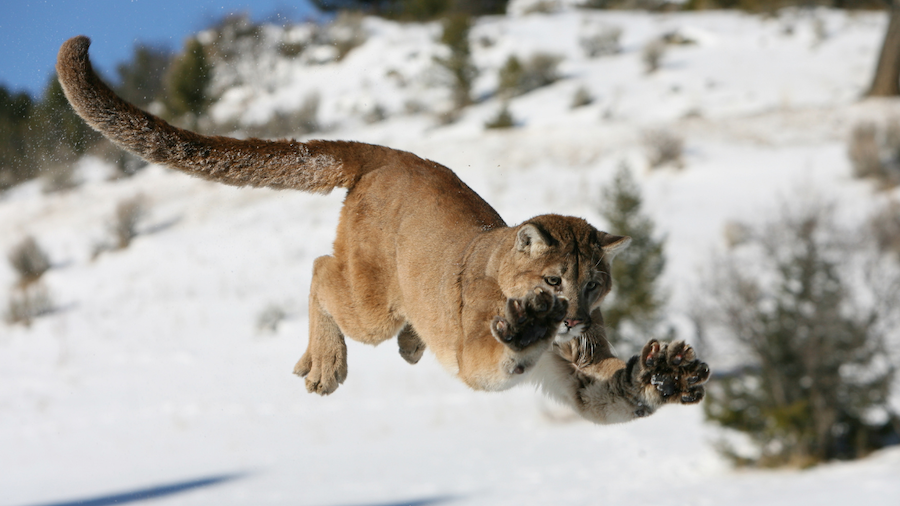 Mountain Lion jumpin above snow