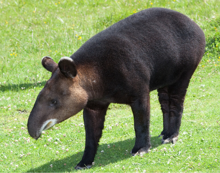 a mountain tapir  walking on grass in a sunny day