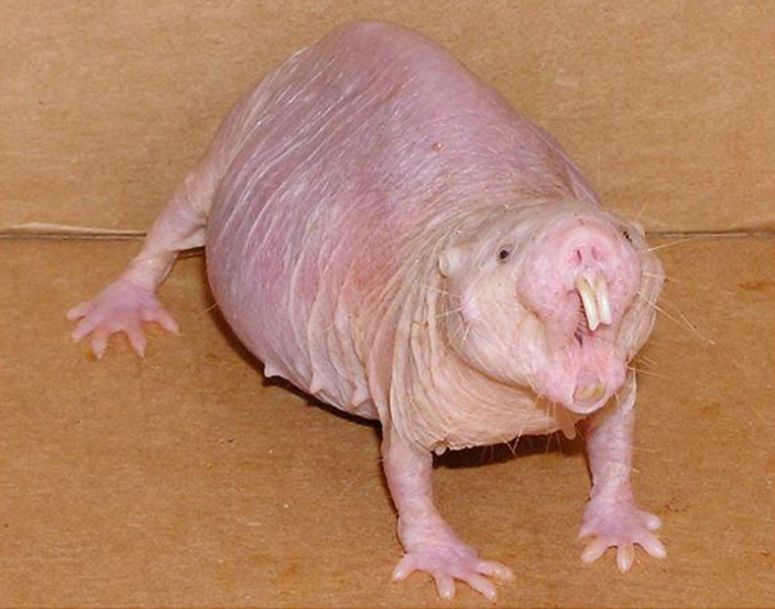 a naked mole-rat opening its mouth