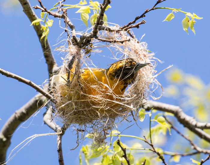 a baltimore oriole building a nest in the wild