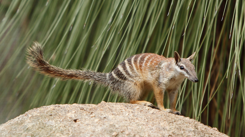 numbat standing on top of a rock
