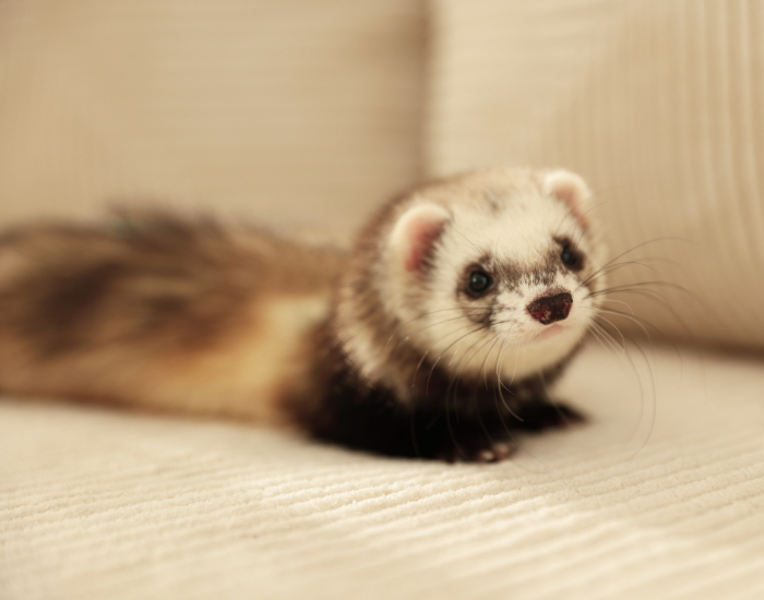 Pet ferret laying on a couch