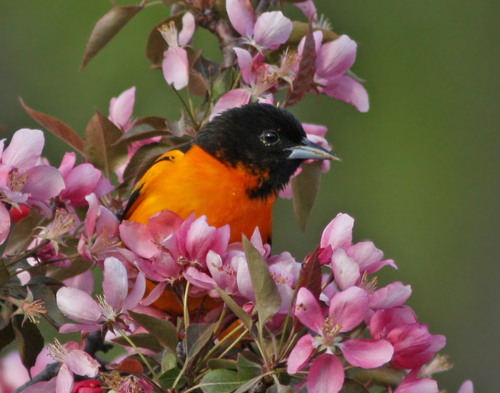 a baltimore oriole surrounded by flowers