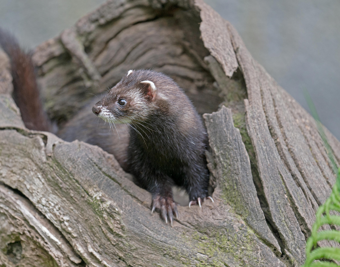 a polecat inside a fallen log