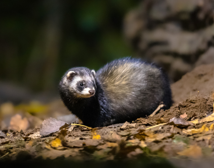 a polecat standing on the ground