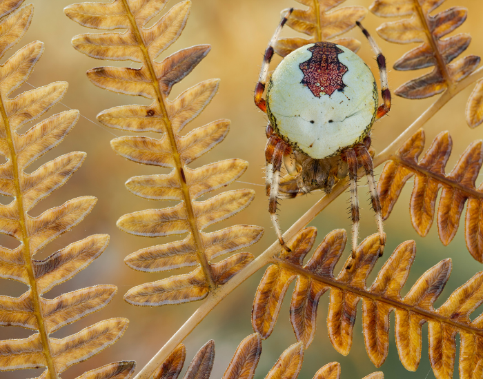a pumpkin spider on leaves