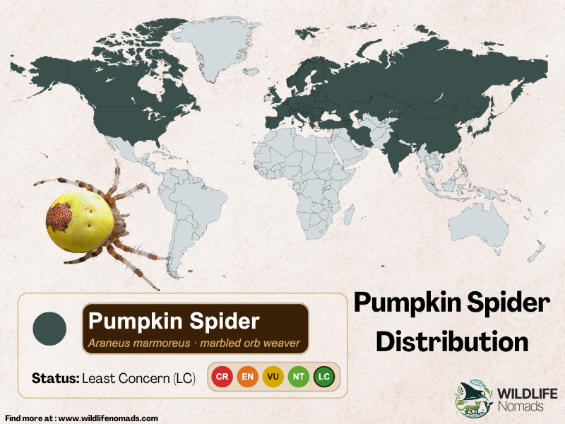 a map shwoing the distribution of the pumpkin spider species in the northern hemisphere