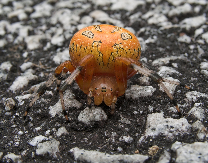 female pumpkin spider on top of a rock