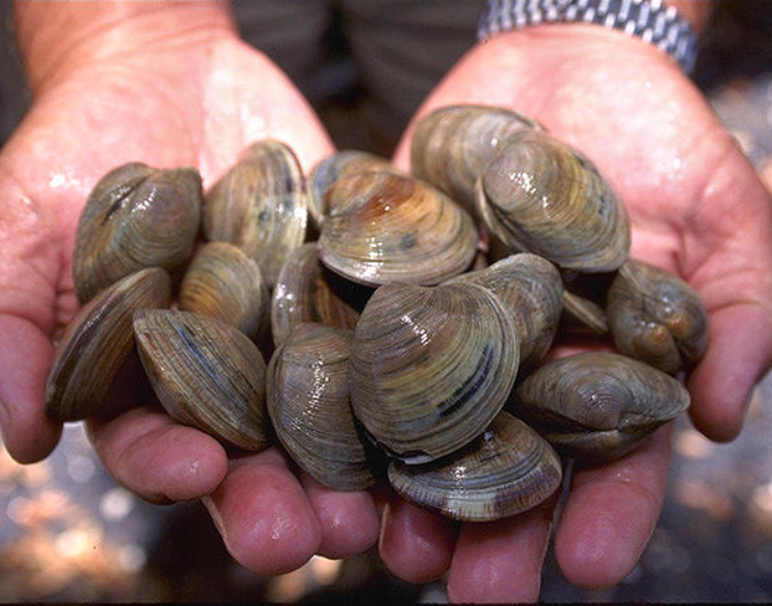 group of quahogs in a hand