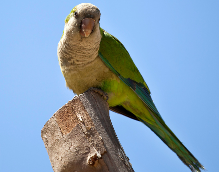 quaker parrot perched on a tree branch