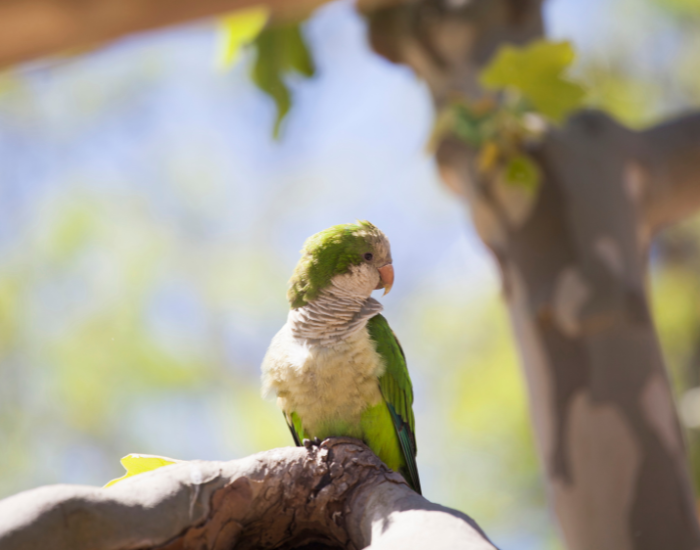 quaker parrot standing on a tree branch in the wild