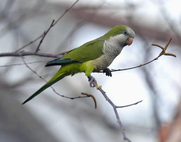 monk parakeet standing on a tree branch
