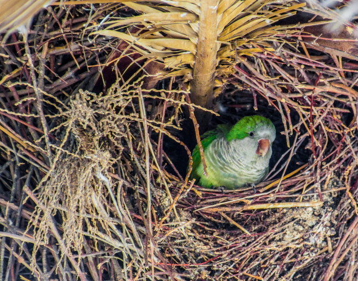 quaker-parrot-nest.webp a monk parakeet laying on a nest