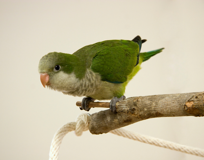 quaker-parrot-perched-branch.webp a quaker parrot perched on a branch