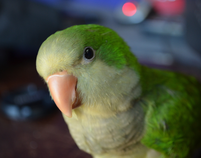 close up of a quaker parrot ehad