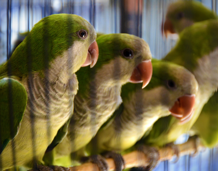 quaker-parrots-caged.webp three quaker parrots in captivity