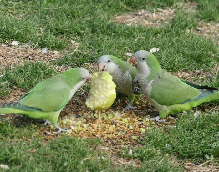 three monk parrots eating a fruit