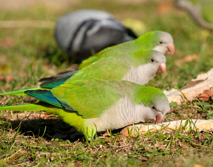 quaker-parrots.webp three quaker parrots on the ground standing on grass eating