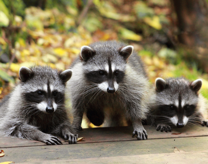 three wild raccoons, a family, looking over a wooden table during the day