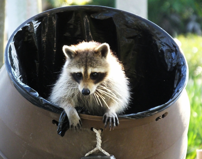 a raccoon inside a trash bin