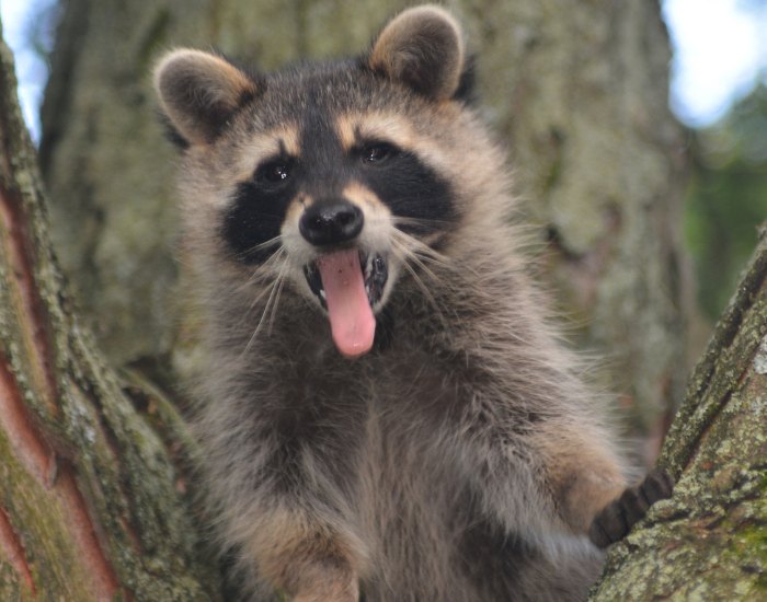 a raccoon opening its mouth with its tongue outside