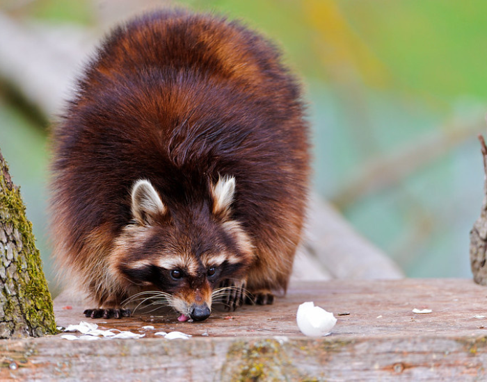 10 Things You Will Love About the Common Raccoon