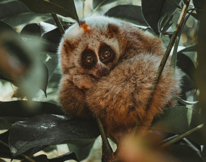 a slow loris in the wild in a tree