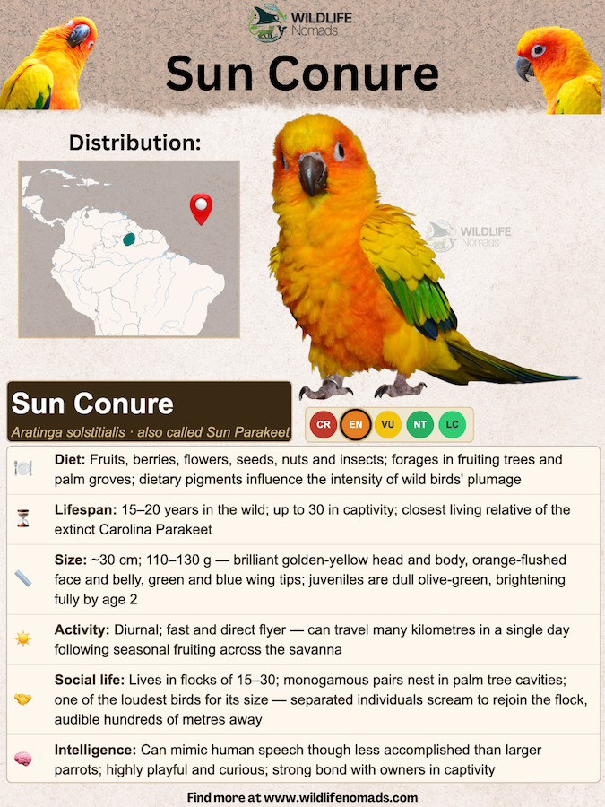 Sun Conures species profile