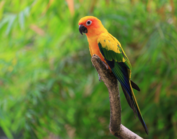 sun conure perched at the top of a branch