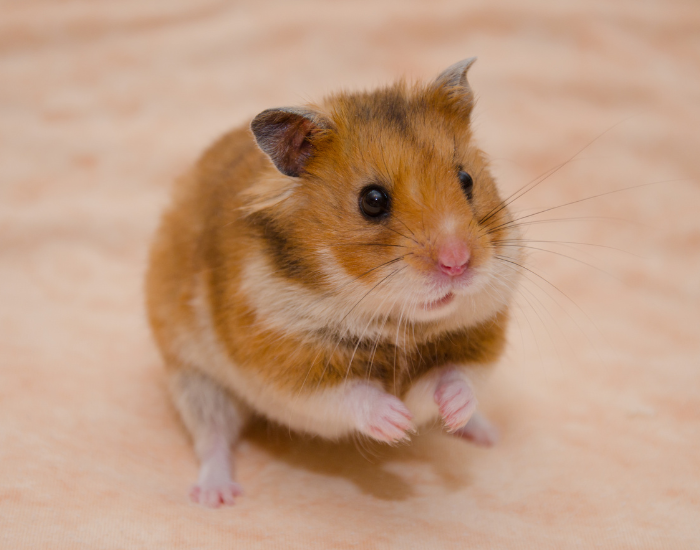 a syrian hamster standing alone looking up