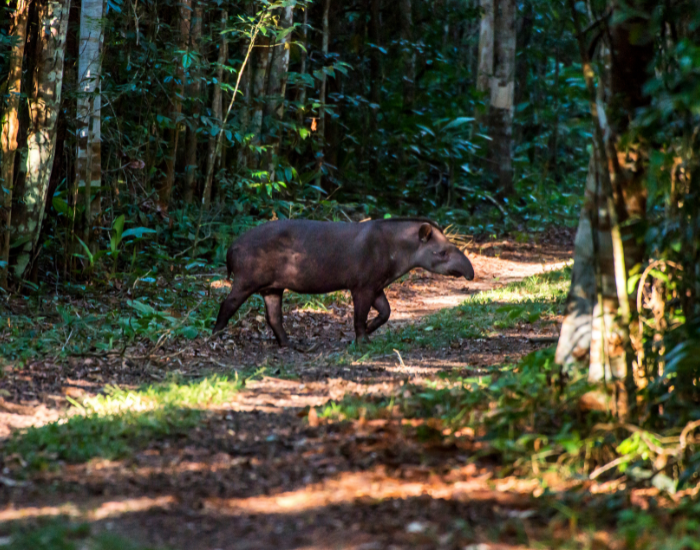 a south american tapir crossing a dirt road in the jungle
