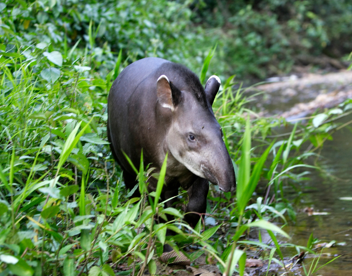 Tapir walking next to a stream with high grass