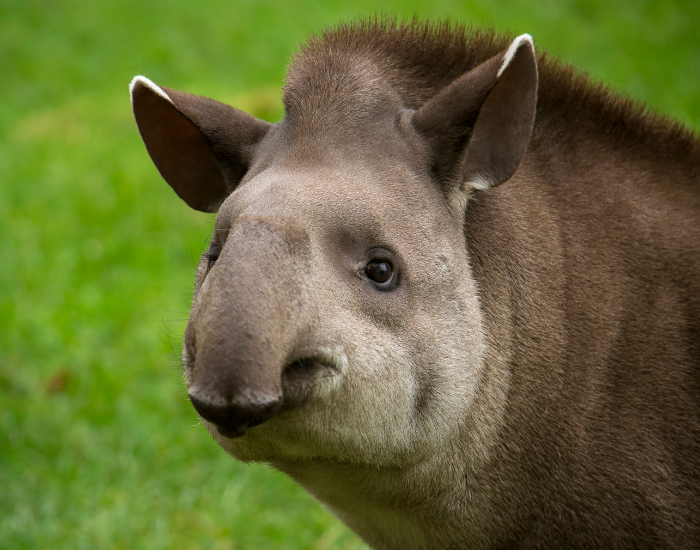 close up of a the trunk of a tapir
