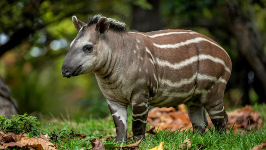tapir animal on the ground