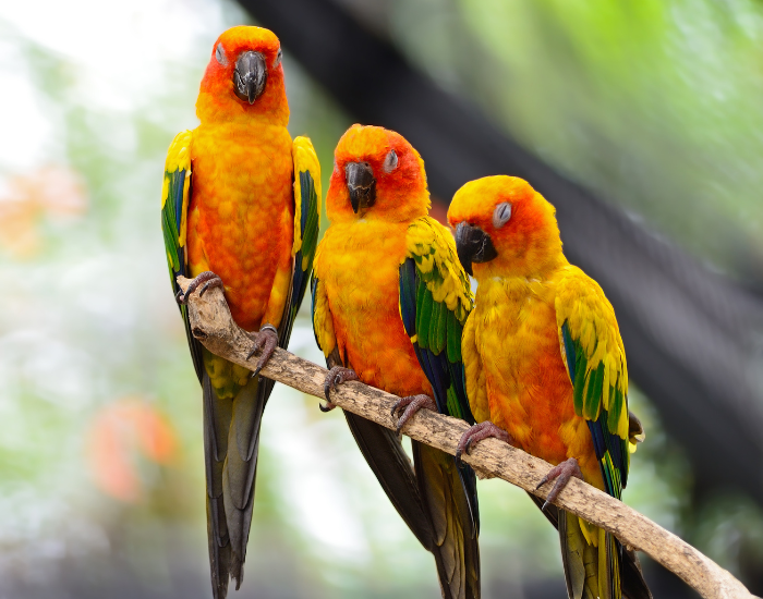 three sun conure parrots on a branch